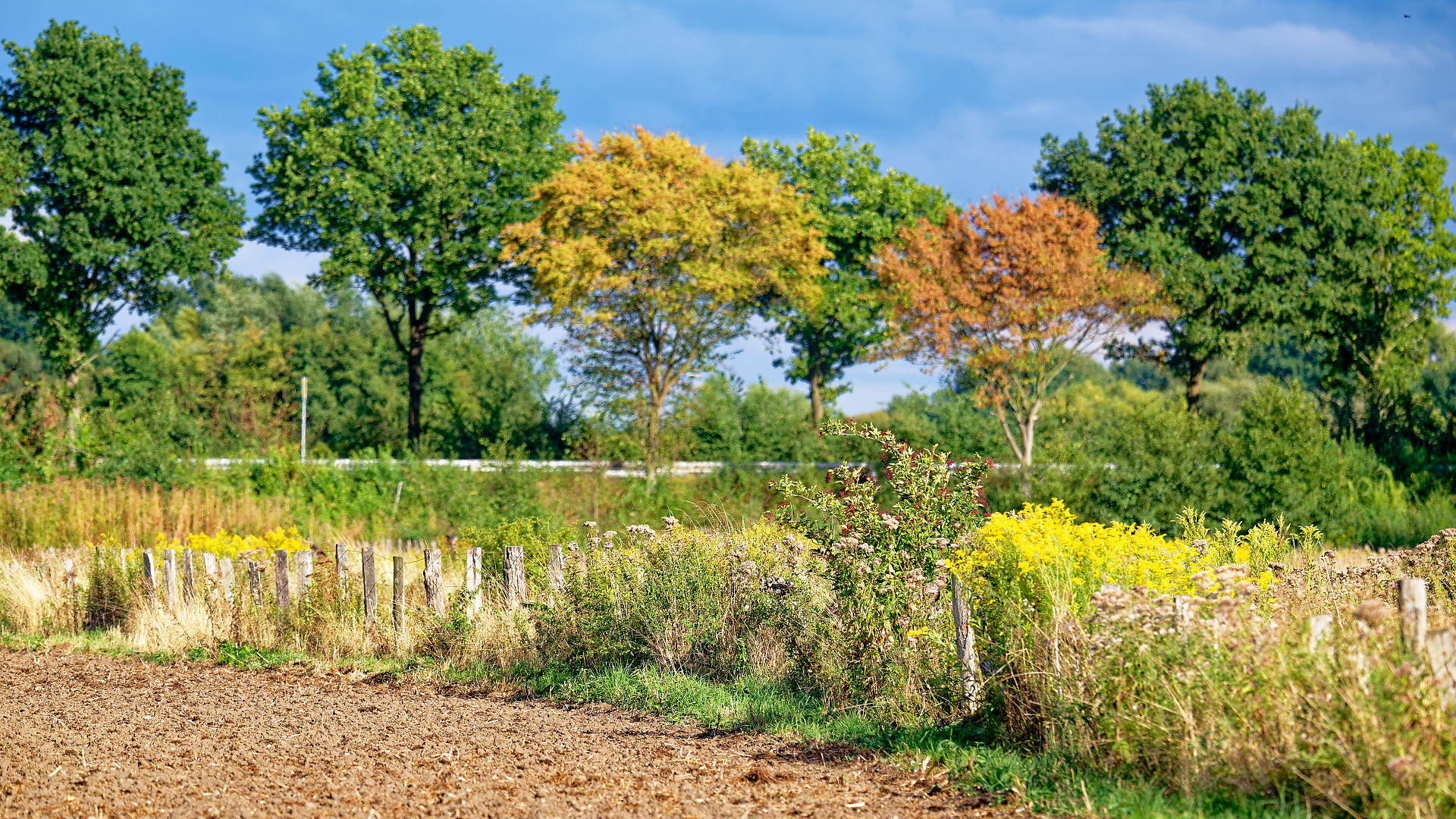 Steveraue   Olfen    2025.08.31 17.21 116 HD